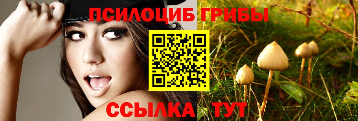 Галлюциногенные грибы Psilocybe Приморско-Ахтарск